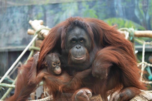 Orangutani  (ilustr. obr.) | foto: Jana Myslivečková,  Český rozhlas