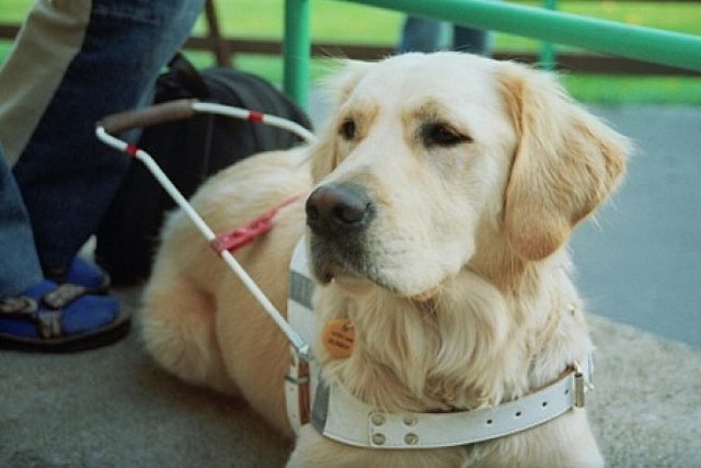 Vodicí pes | foto: Středisko výcviku vodicích psů