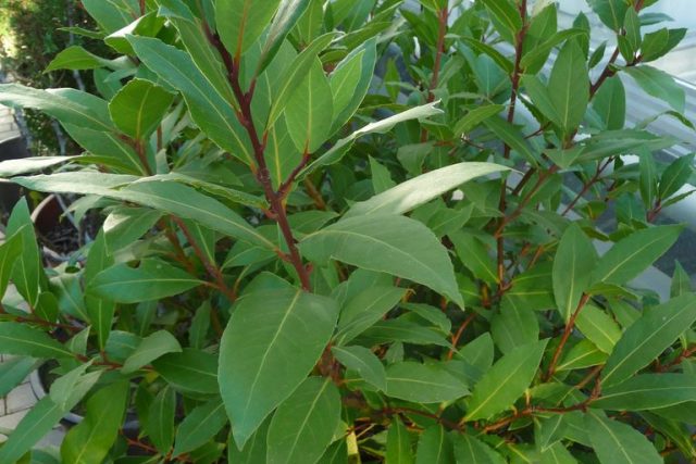 Vavřín ušlechtilý  (Laurus nobilis) | foto: Jolana Nováková,  Český rozhlas