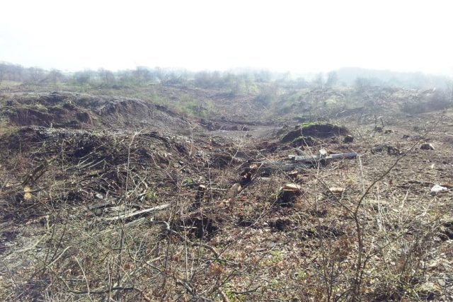 Sesutý svah na dálnici D8 nad Litochovicemi na Litoměřicku. Dřevorubci pokáceli stromy,  aby mohli geologové začít s průzkumem. Od něj by se pak mělo odvíjet zajištění svahu proti dalšímu sesuvu | foto: Jan Bachorík,  Český rozhlas