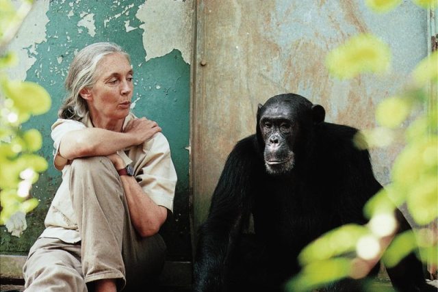 Doktorka Jane Goodall se šimpanzem Freudem v rezervaci Gombe | foto: Michael Neugebauer