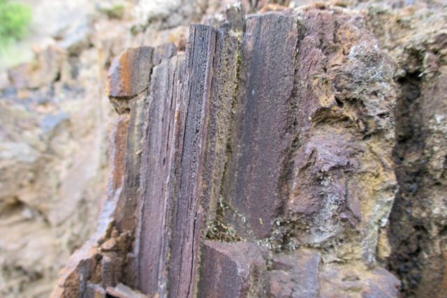Detail třetihorního dřeva | foto: Pavel Halla