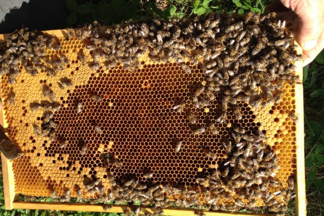 Včelín,  včely,  včelín | foto: Jitka Cibulová Vokatá,  Český rozhlas