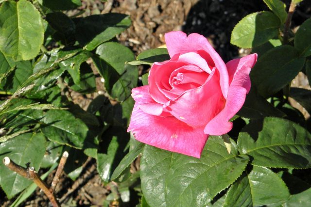 Růže můžete pěstovat v nejrůznějších barevných kombinacích. A není zahrádka,  které by taková královna květin neslušela | foto: licence Creative Commons Attribution-ShareAlike 3.0 Unported,   HomeinSalem