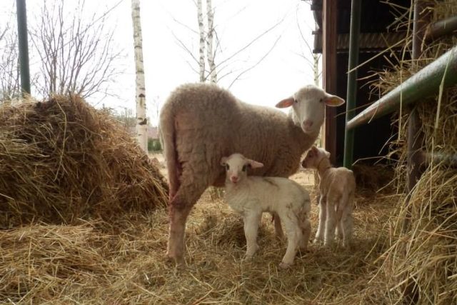 Ovce na farmě manželů Hejlových | foto: Marta Samcová Hejlová