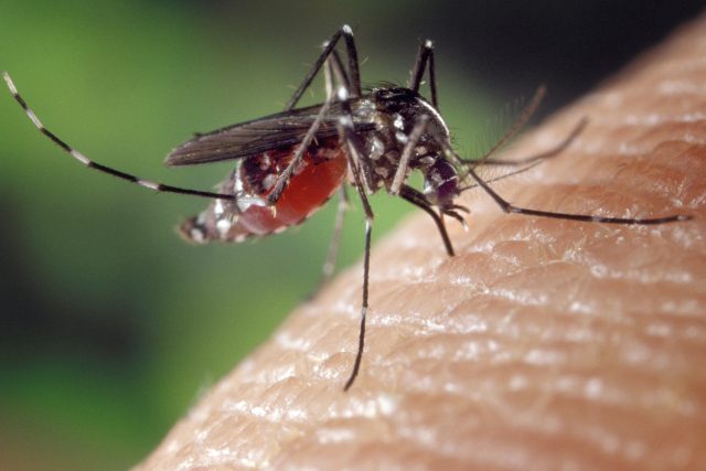 Komár tygrovaný | foto: licence Public Domain,  volné dílo,  James Gathany