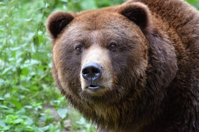 Medvěd grizzly | foto: Alena Houšková,  Český rozhlas