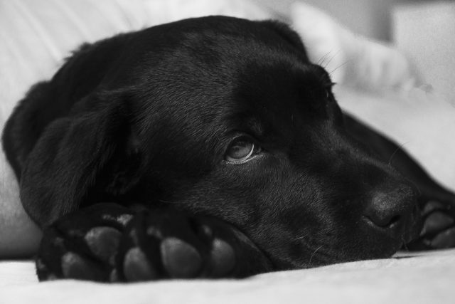 Černí psi prý vědí,  kde jsou poklady | foto: Ewa Pniewska