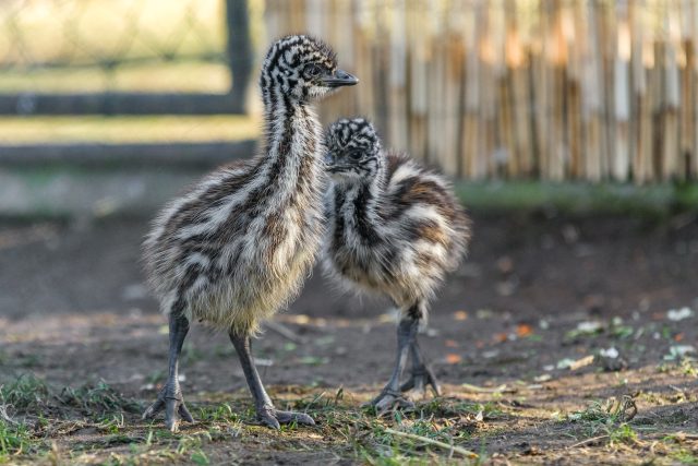 Týden stará mláďata emu hnědého jsou odvážná a zkoumají své okolí | foto: Zoo Praha,  Petr Hamerník