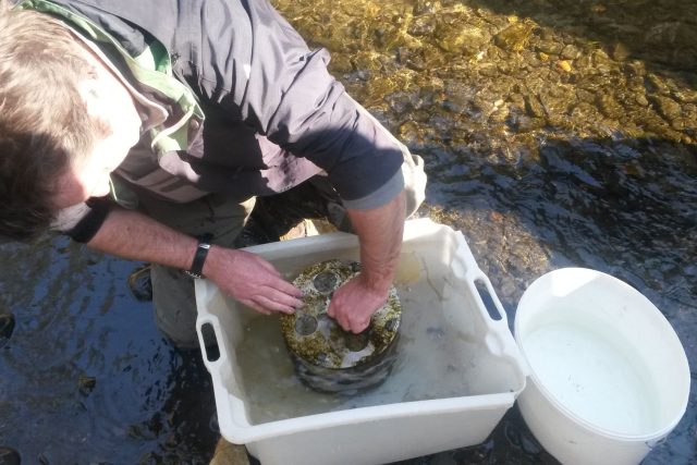 Živé larvy lososů jsou po sečtení vypuštěné zpět do řeky | foto: Lucie Valášková