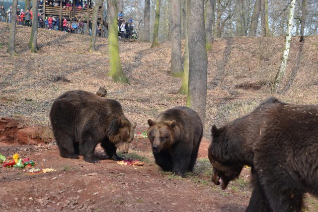 Medvědi v chomutovském zooparku | foto: Lenka Šipošová
