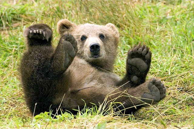Medvěd hnědý | foto: CC0 Public domain,  Fotobanka Pixabay