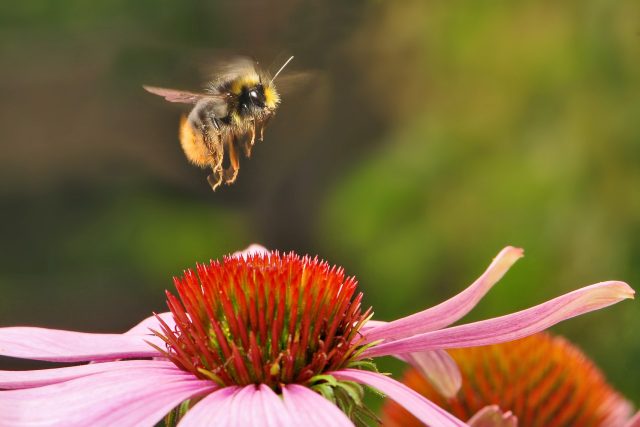 Čmeláci,  na rozdíl od včel,  pracují už za nižších teplot a létají za větru i za deště  (ilustrační foto) | foto: Fotobanka Pixabay