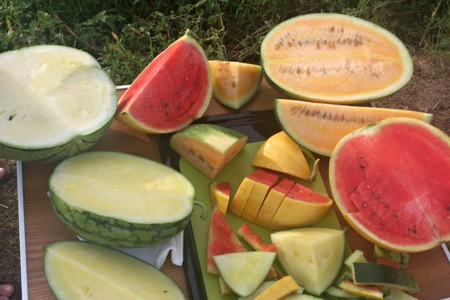 Ochutnávka různých druhů melounů vypěstovaných na poli v Lednici | foto: Jitka Slezáková,  Český rozhlas