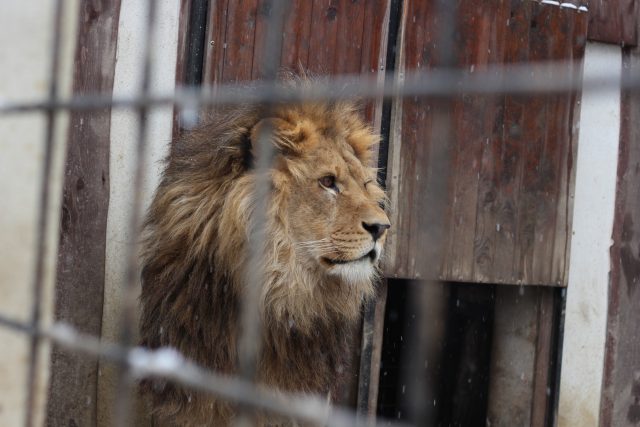 Lev v kleci  (ilustr. obr.) | foto: Milan Kopecký