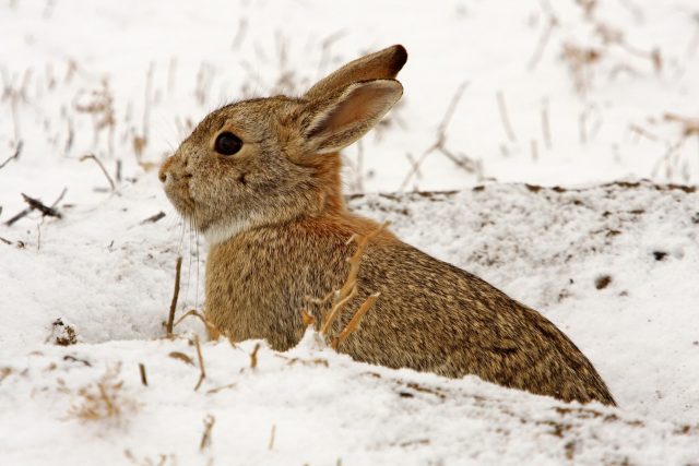 Divoký králík,  zajíc,  zvířata,  příroda,  zima,  sníh | foto: Fotobanka Pixabay