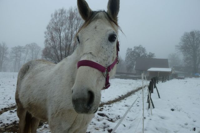 Kůň v zimním výběhu | foto: Iveta Kalátová