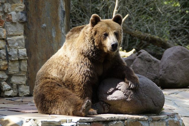 Medvěd v zoo  (ilustr. foto) | foto: Fotobanka Pixabay