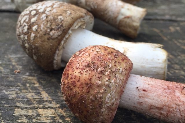 Houby,  houbaři,  mykolog,  jedlé houby | foto: Štěpánka Kadlečková,  Český rozhlas
