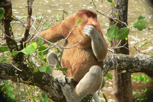 Opice nosatá | foto: Petr Čolas
