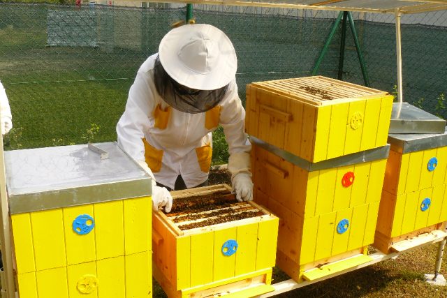Chov včel ve věznici ve Stráži pod Ralskem – o včelstvo se stará deset vězňů | foto: Tomáš Mařas,  Český rozhlas