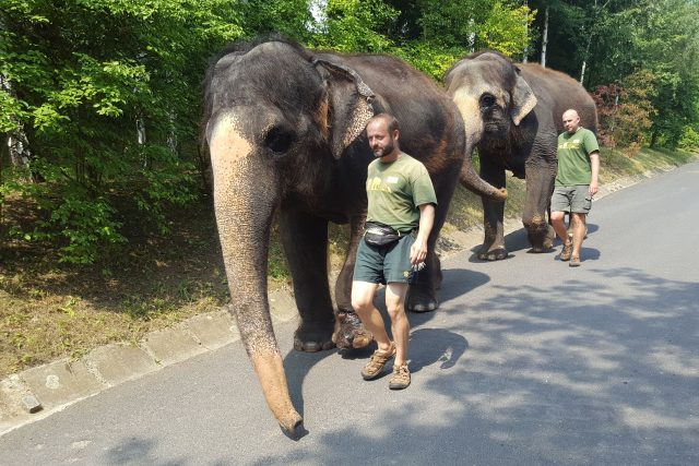 Slonice Kala a Delhi s ošetřovateli na procházce v ústecké zoo | foto: Tomáš Šácha,  Český rozhlas
