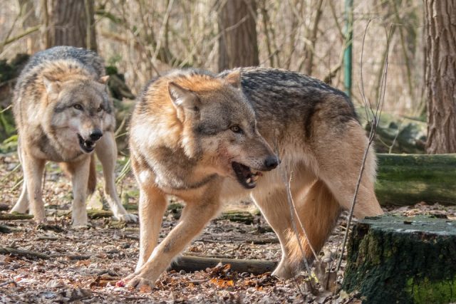 Vlci se vracejí do volné přírody | foto: Fotobanka Pixabay