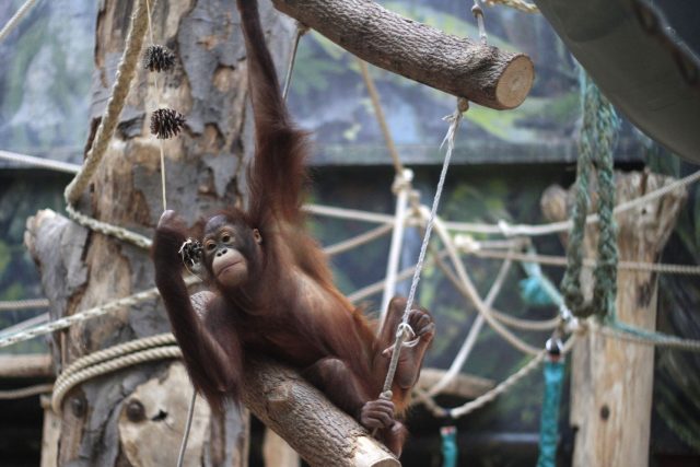 Orangutan v zoo | foto: Simona Jiřičková
