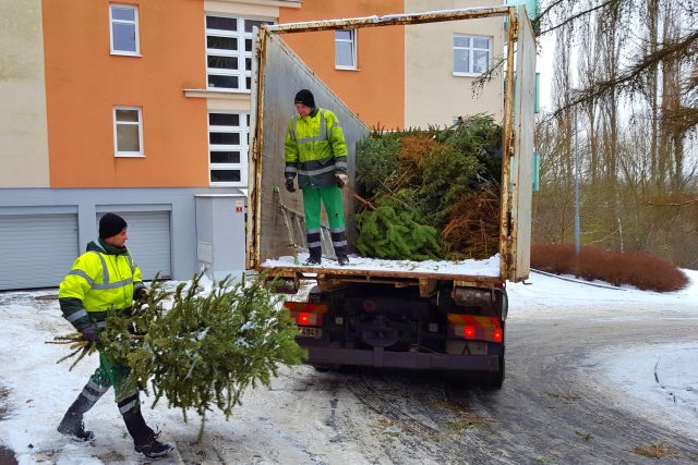 Pohozené vánoční stromky u popelnic sbírají pracovníci odpadové společnosti  (ilustr. obr.) | foto: Lukáš Milota,  Český rozhlas
