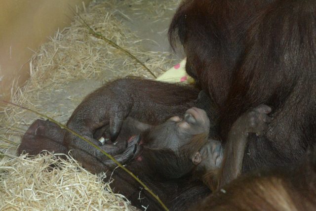 Orangutani v ústecké zoo | foto: ZOO Ústí nad Labem