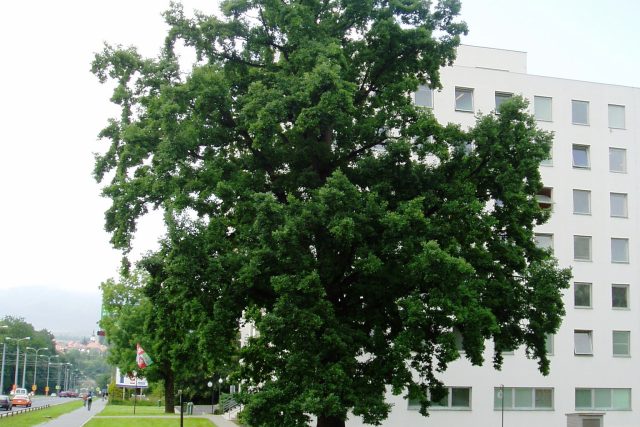 Mohutný dub v ulici Sociální péče | foto:  Magistrát města Ústí nad Labem