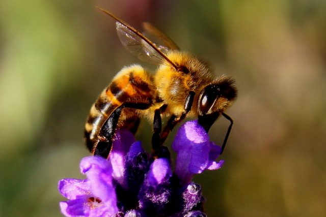 Na Mostecku se objevil mor včelího plodu.jpg | foto: Fotobanka Pixabay