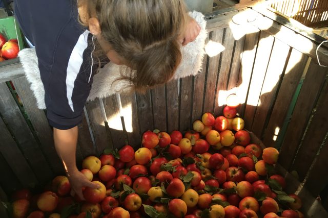 Ovocnáři na Litoměřicku sklízejí jablka | foto: Lucie Valášková