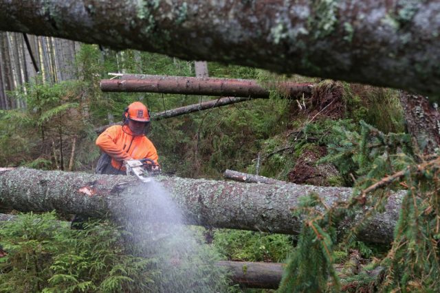 Dřevorubci na Šumavě odstraňují desítky tisíc kubíků polomového dříví po srpnové vichřici. | foto: Štěpán Rosenkranz