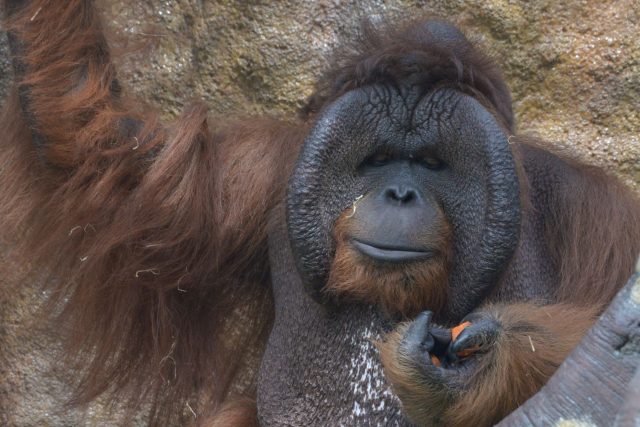Orangutan Ňuňák | foto: ZOO Ústí nad Labem