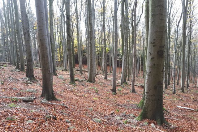 Bukový les  (ilustr. foto) | foto: Markéta Vejvodová,  Český rozhlas