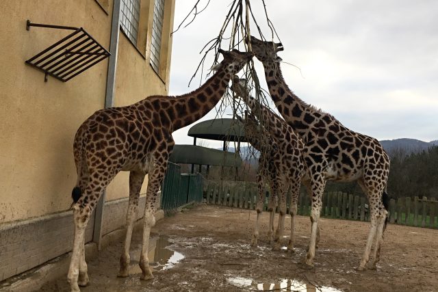 Žirafy v ústecké zoo | foto: Lucie Valášková