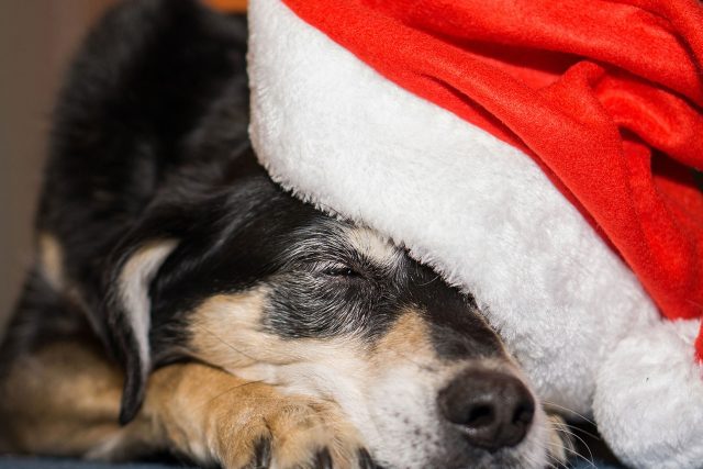 O psy v útulku je třeba se postarat i o Vánocích | foto:  pixabay.com