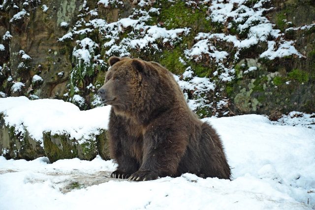 Medvěd v děčínské zoo | foto: Zoo Děčín