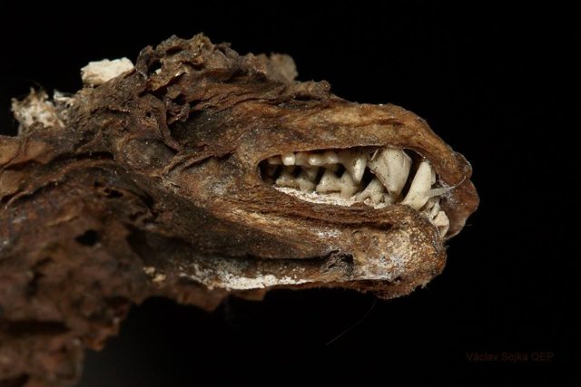 Mumie netopýra nalezená v Labských pískovcích | foto: Václav Sojka