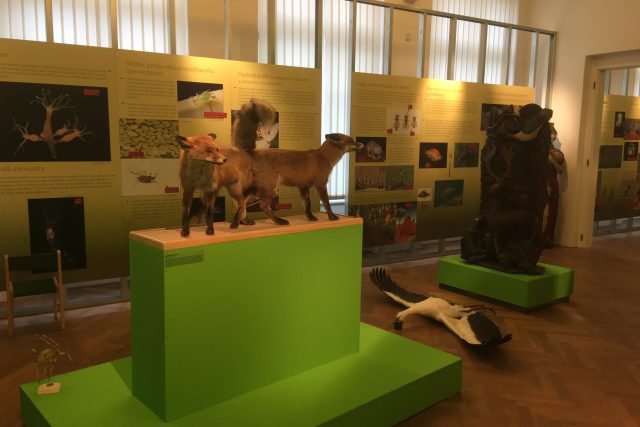 Příprava výstavy „Milování v přírodě“ v ústeckém muzeu | foto: Gabriela Hauptvogelová,  Český rozhlas