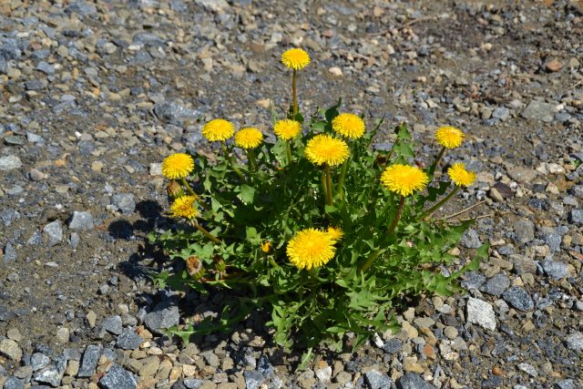 Pampelišky | foto: Dáša Kubíková,  Český rozhlas