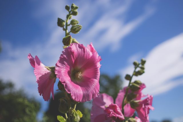 Topolovka růžová | foto: Creative Commons CC0 1.0 Universal,  Fotobanka Pixabay