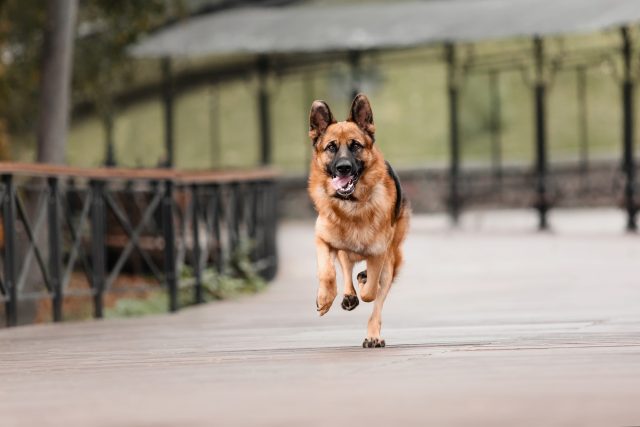 Původně byl mantrailling určen pro bloodhoundy,  naučit se ho ale mohou i jiná psí plemena | foto: Profimedia