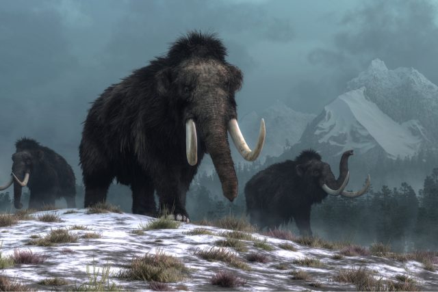 Mamut,  ilustrační | foto: Shutterstock