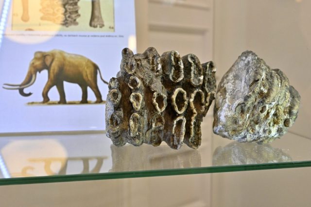 Stolička mamuta z ústeckých Stříbrníků | foto: Jiří Preclík,  Muzeum města Ústí nad Labem