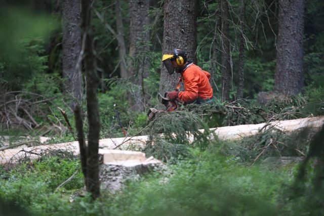 Dřevorubec při práci  (ilustr. foto) | foto: Profimedia