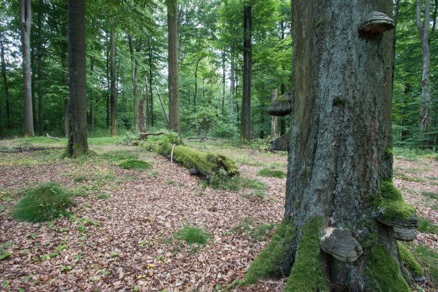 Bukový les  (ilustr. foto) | foto: Profimedia