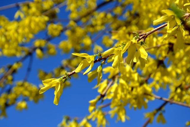 Zlatice  (Forsythia) | foto: Jolana Nováková,  Český rozhlas