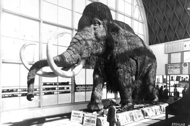 Pohled do hlavní haly Pavilonu Člověk a jeho rod s modelem mamuta | foto: archiv Ústavu Anthropos MZM